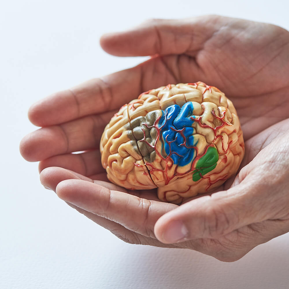 Two Hands Holding Brain Model