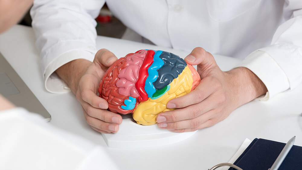 Doctor Showing a Model of the Brain